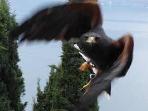 Harris's Hawk flying and locked on target.